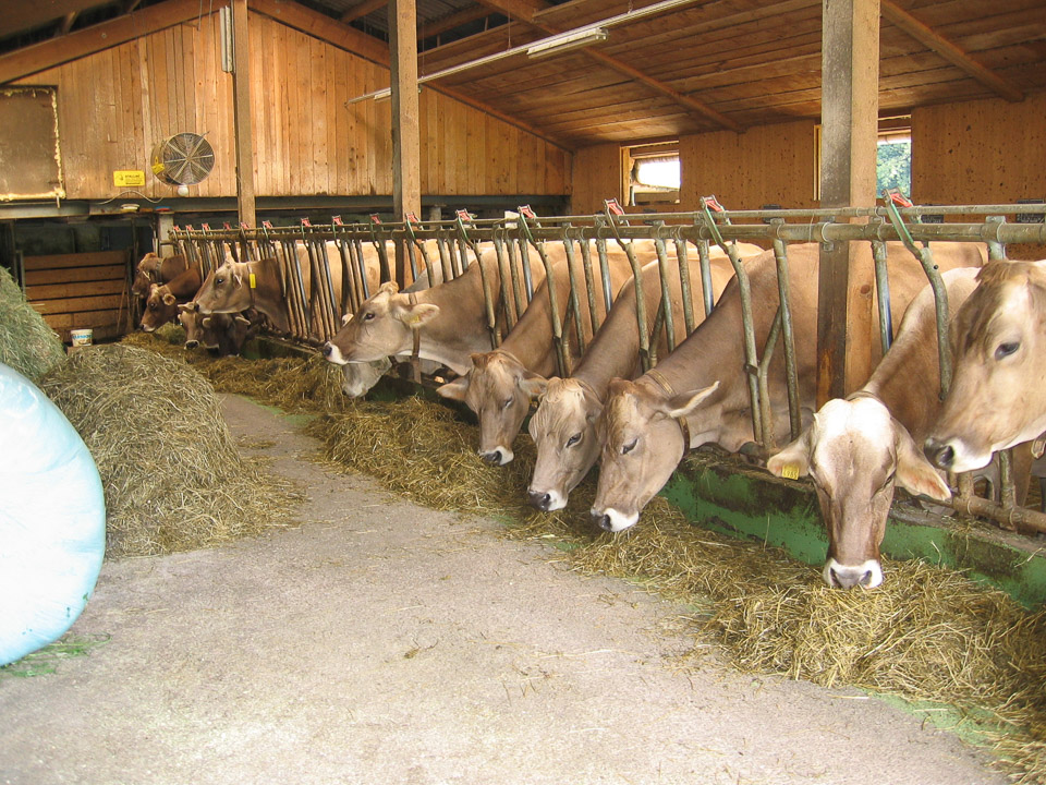 My Nephew's Happy Cows