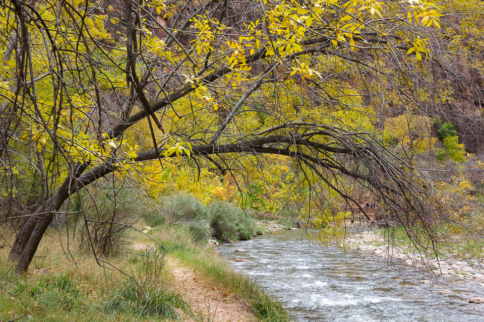 Virgin River - Zion National Park