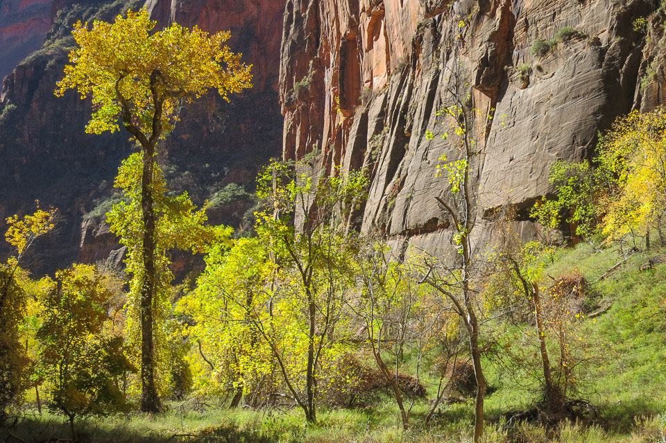 Fall Colors - Zion National Park