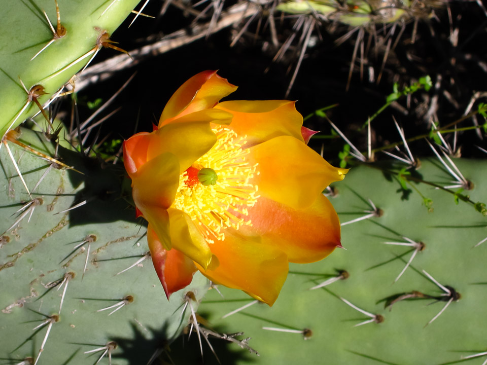 Cactus Spring Bloom - Laguna Woods Canyon, CA