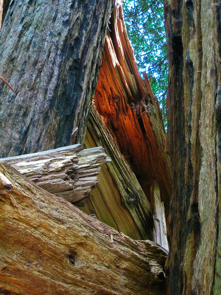 Redwoods National Park, CA