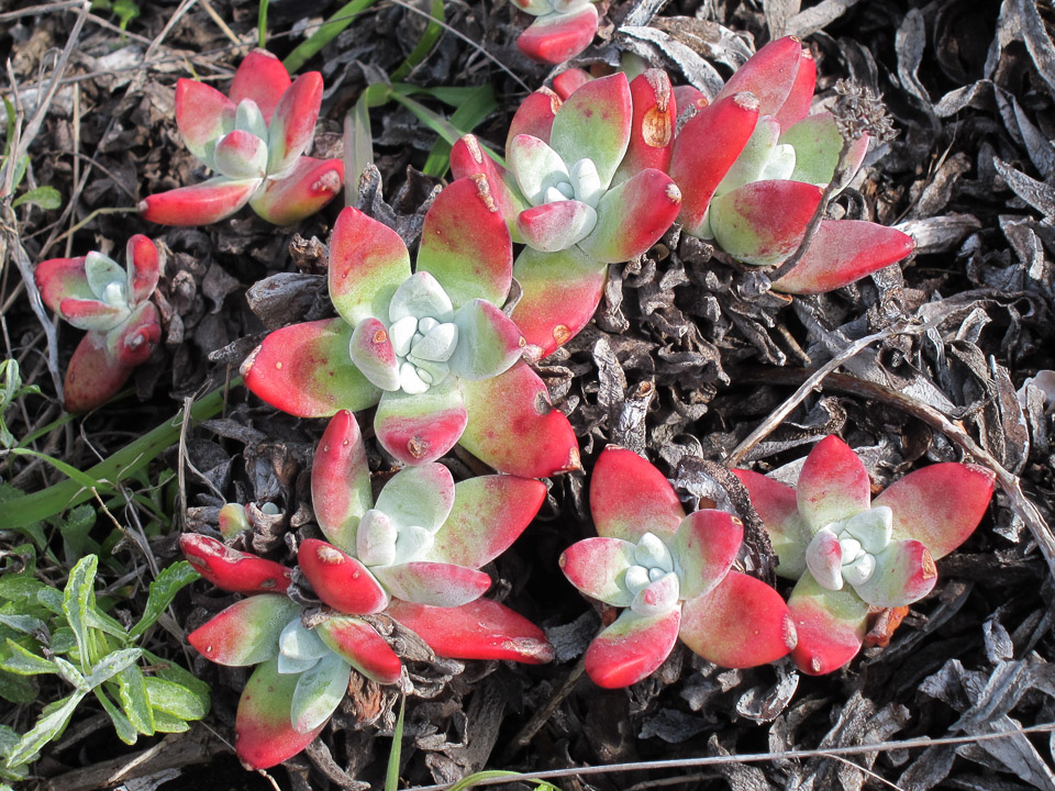 Munchkin Dudleya - Big Sur, CA