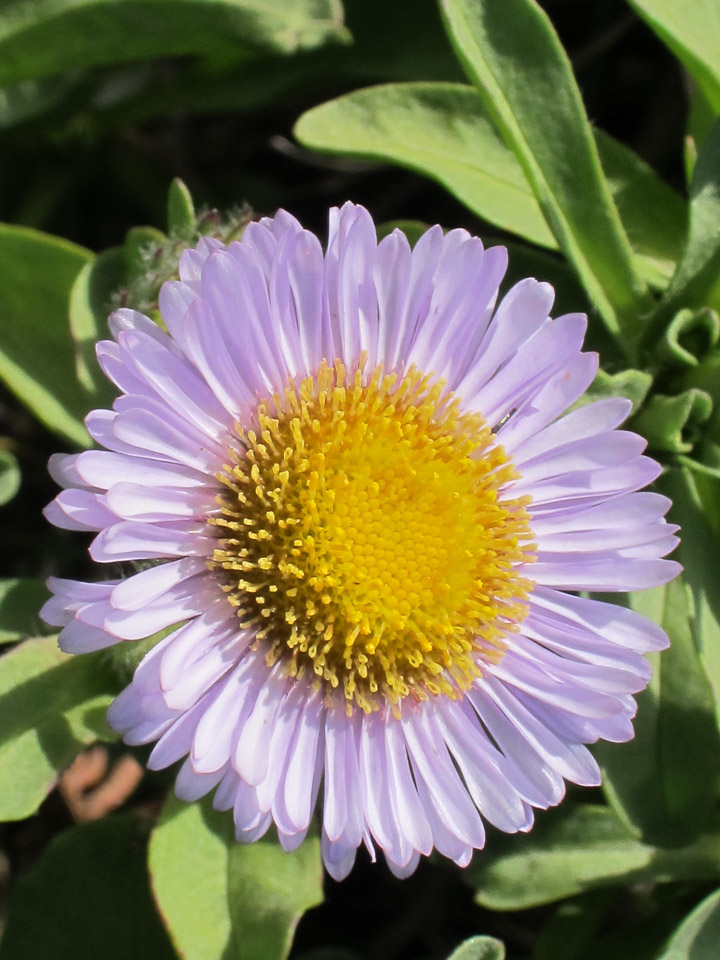 Seaside Daisy - Big Sur, CA