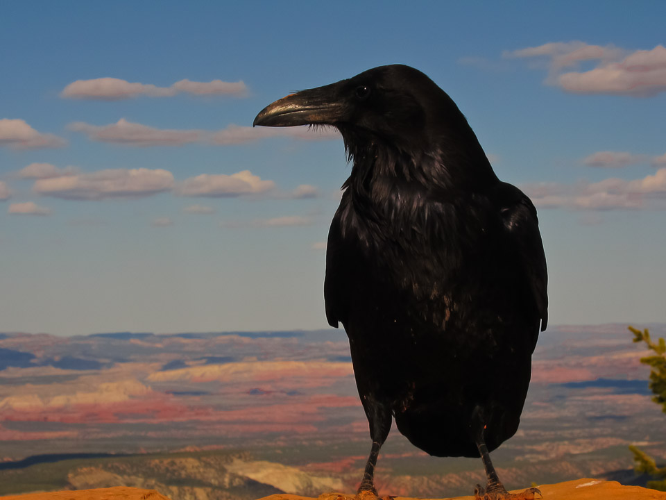 Friendly Raven at Bryce Canyon, UT