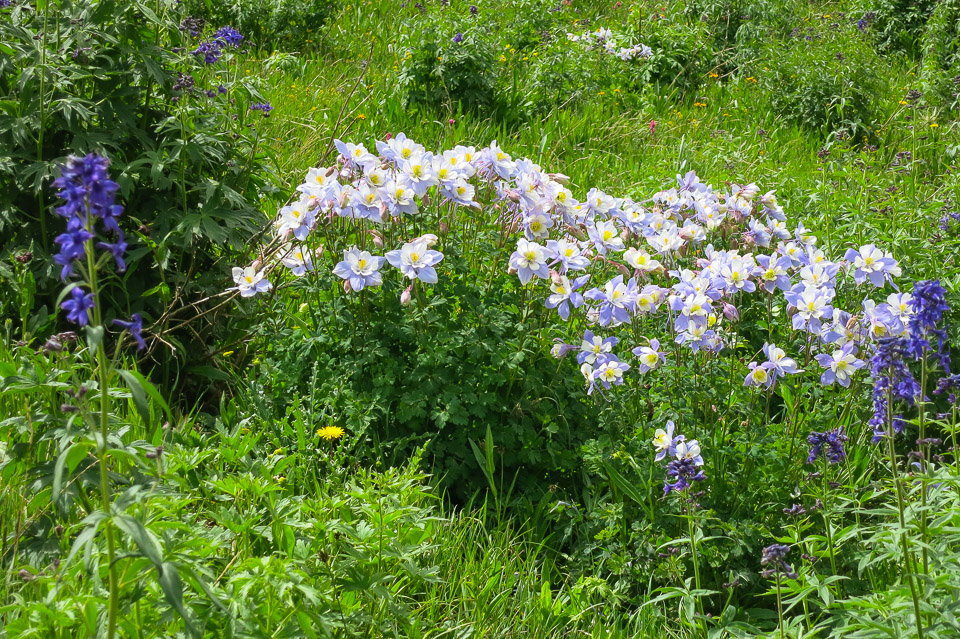 Columbines - Yankee Boy Basin, CO