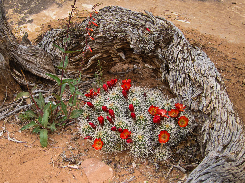 Claret Cup Cactus-Needles - Canyonlands, UT