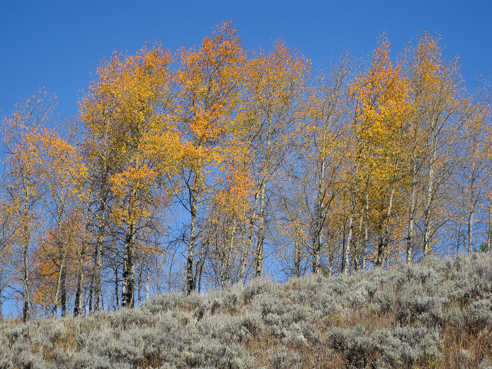 Aspens in Fall color at Oxbow Bend - Grand Tetons