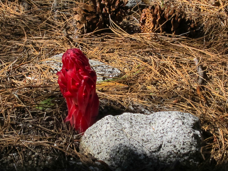 Sarcodes (Snow Plant) on Forest Floor - Yosemite Valley