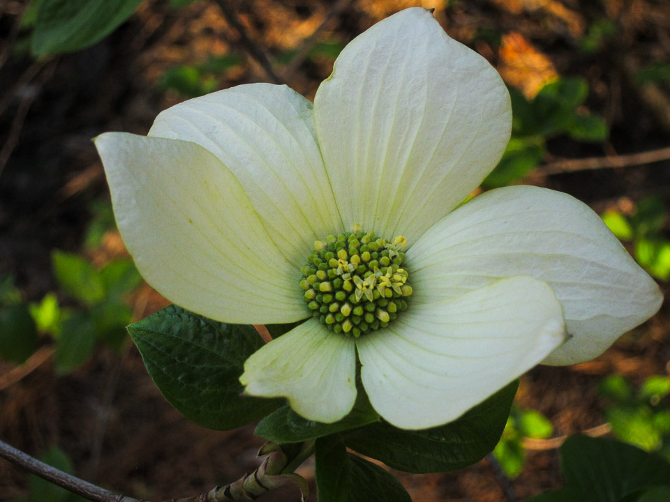 Dogwood Flower - Yosemite National Park