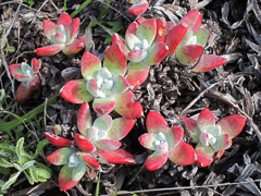Munchkin Dudleya - Big Sur, CA