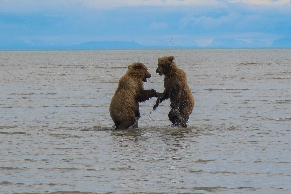 Playful Juvenile Brown Bears - Lake Clark NP, AK