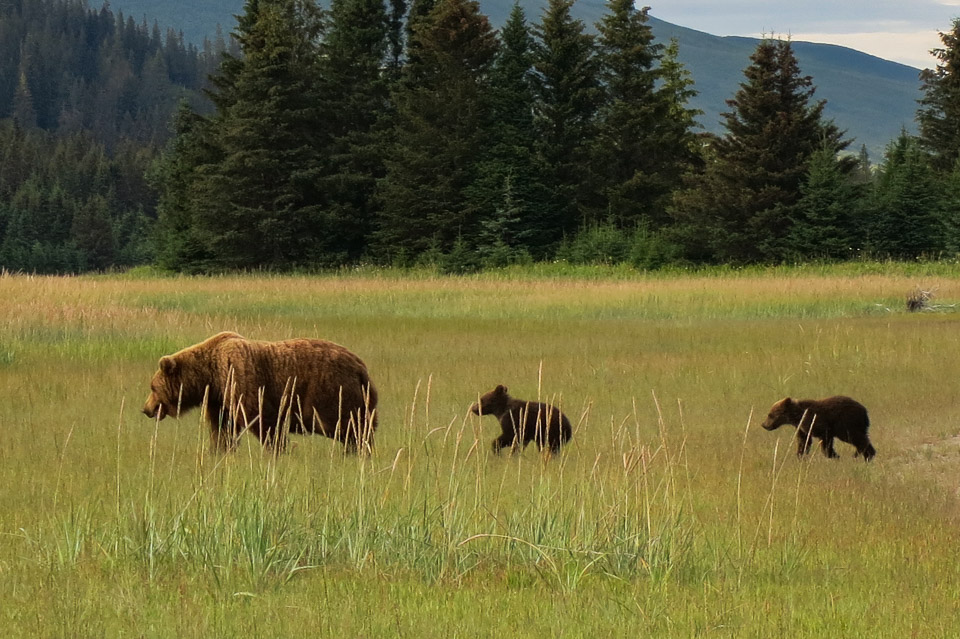 Brown Bear Mom with Cubs - Lake Clark NP, AK