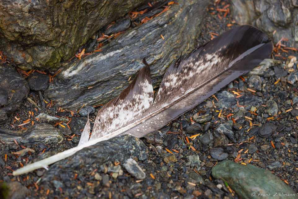 Eagle Feder - Sitkoh Bay, AK