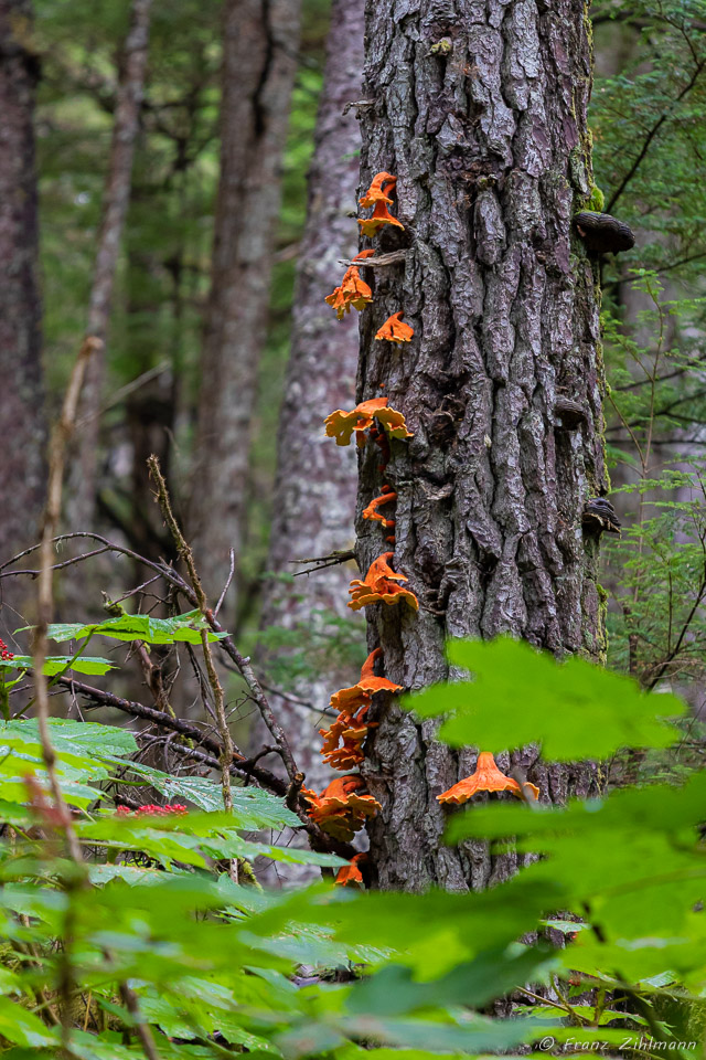 Chicken of the Woods Mushrooms - Near Lynn Canal Area, AK