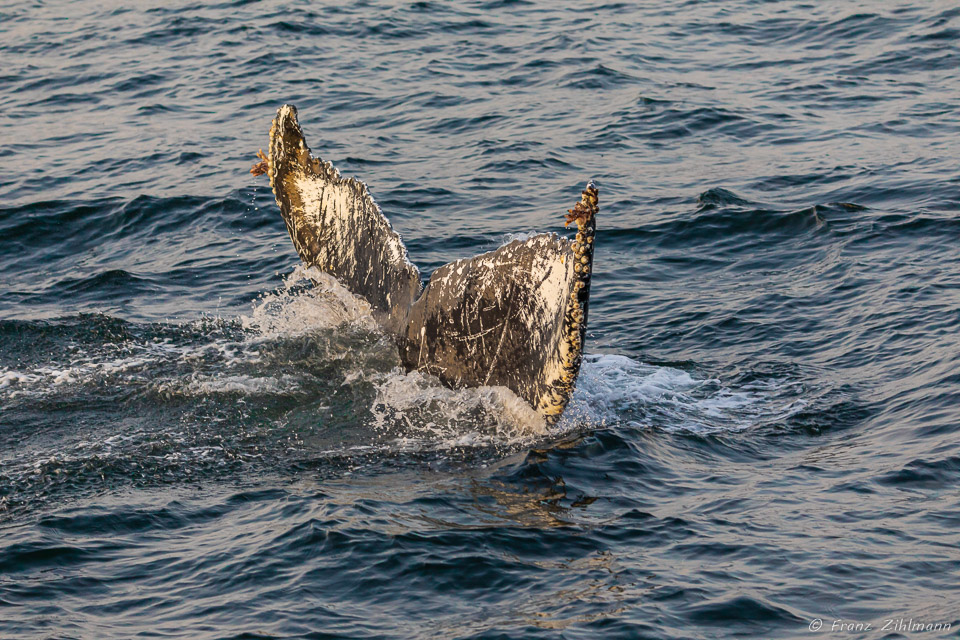 Whale near Stephens Passage, AK