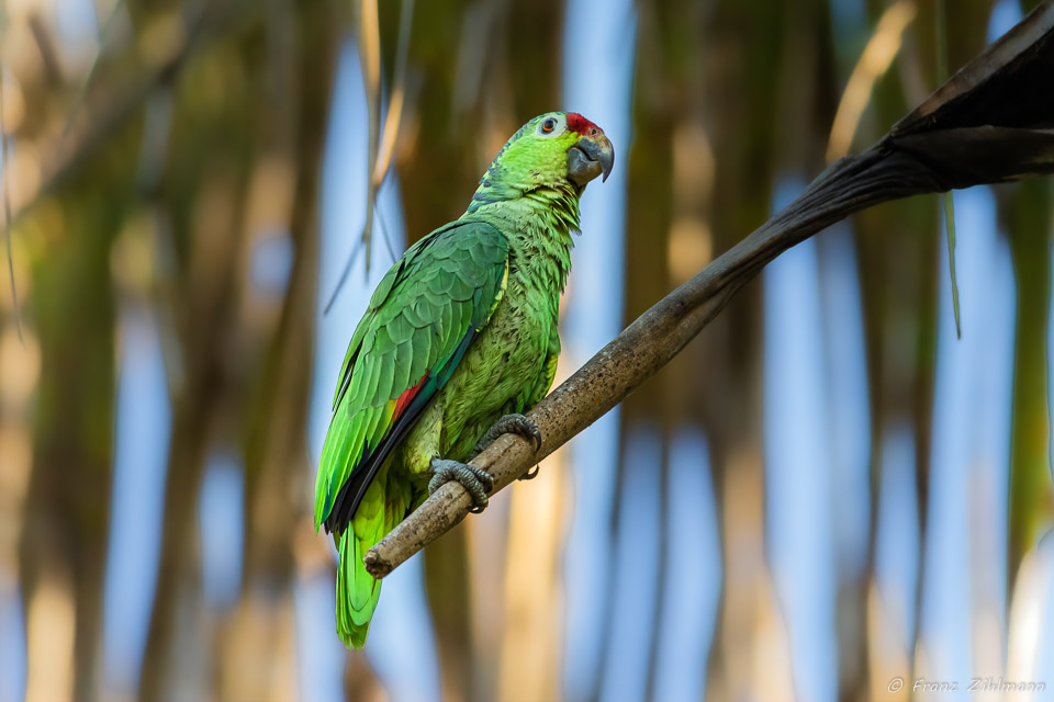 Parrot, OSA Peninsula, Costa Rica