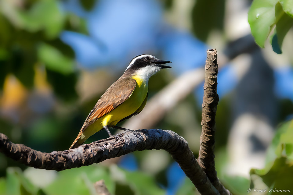 Great Kiskadee, OSA Peninsula, Costa Rica