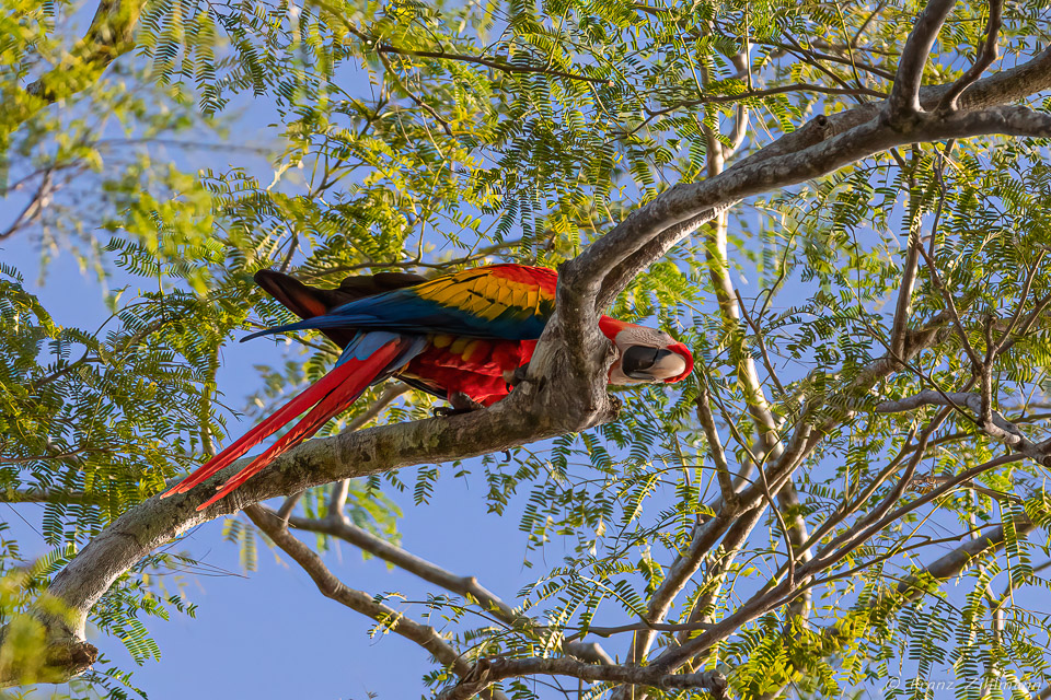 Scarlet Macaw, OSA Peninsula, Costa Rica