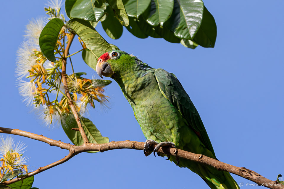 Parrot, OSA Peninsula, Costa Rica