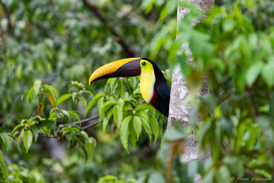 Toucan, OSA Peninsula, Costa Rica