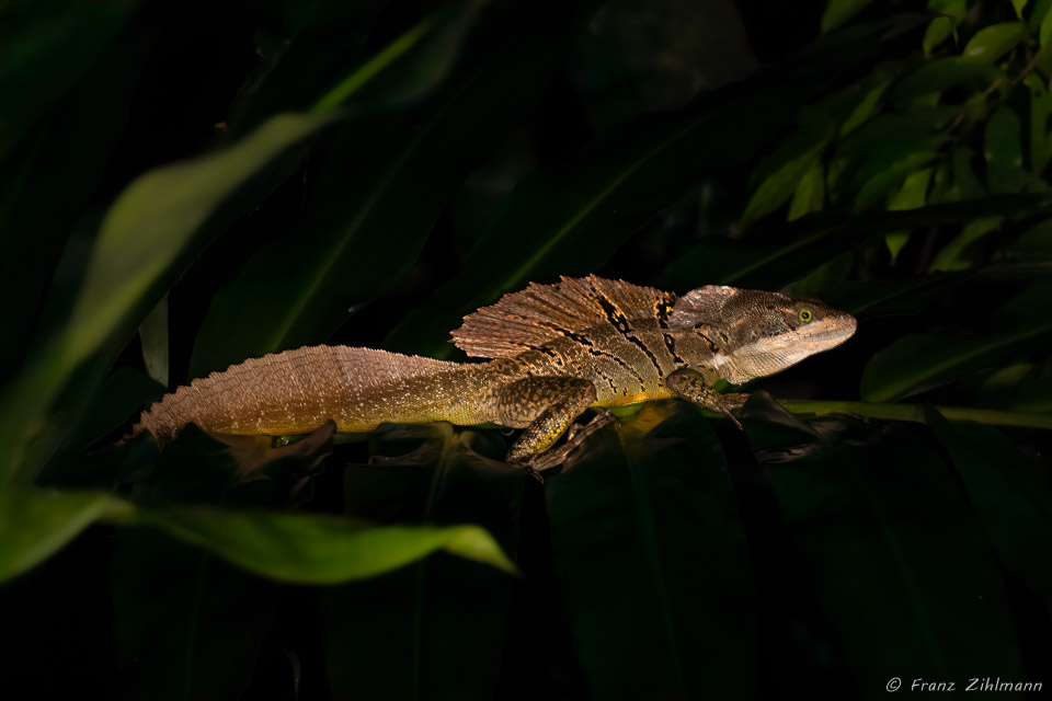 Jesus Christ Lizard, OSA Peninsula, Costa Rica