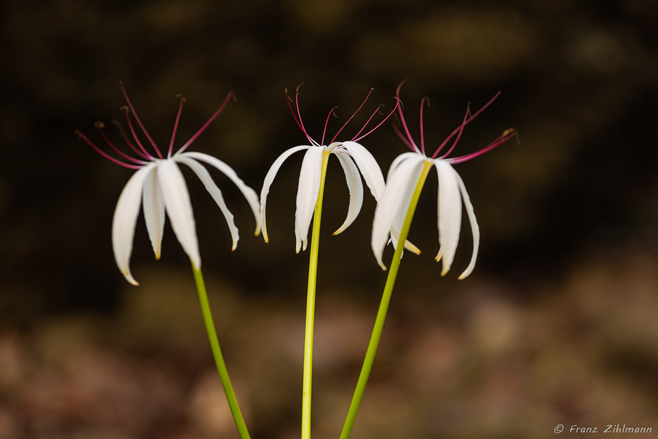 Crinum Lily, OSA Peninsula, Costa Rica