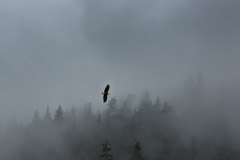 Soaring Bald Eagle - Sitkoh Bay, AK