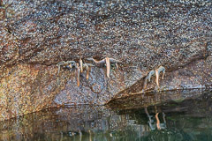 Hanging Sea Stars - Walker Cove, AK