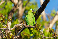 Parrot, OSA Peninsula, Costa Rica