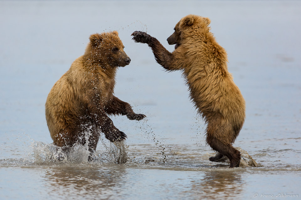 Juvenile Brown Bear - Lake Clark NP, AK