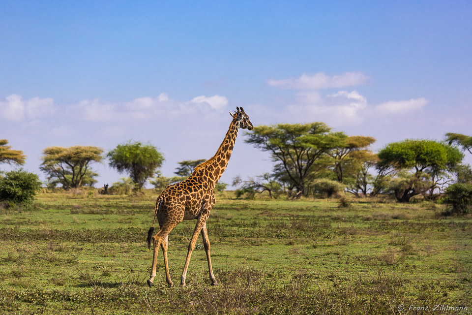Giraffes - Southern Serengeti NP, Tanzania