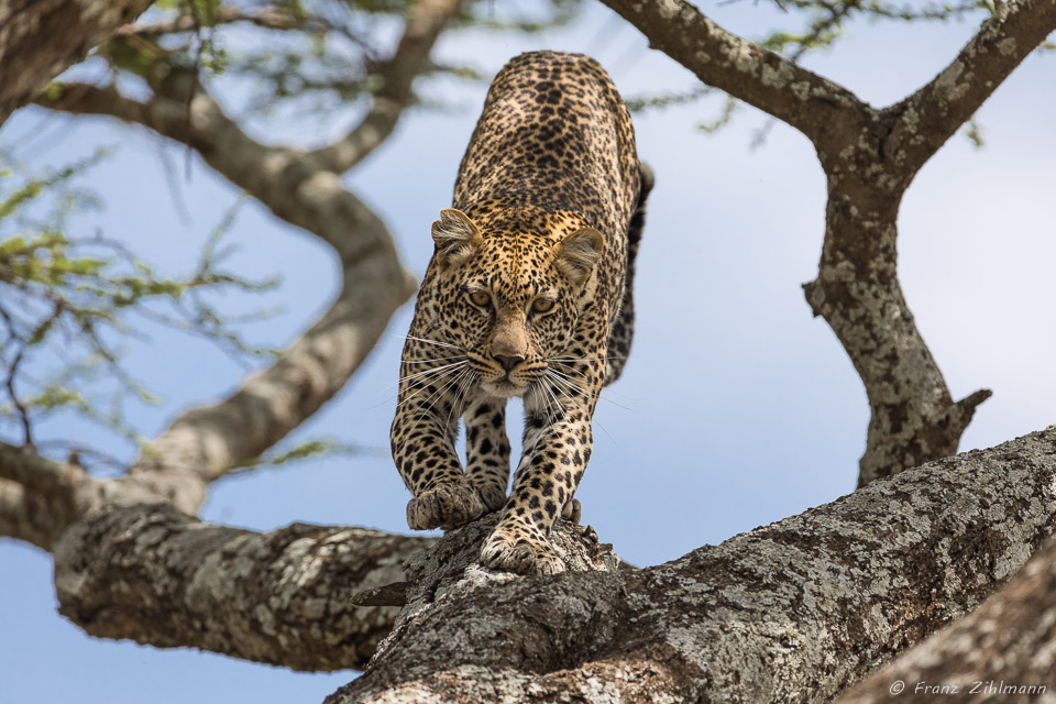 Namiri Plains, Serengeti NP, Tanzania