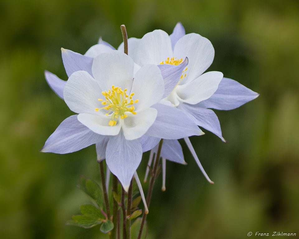 Columbines  at Washington Gorge Road - Crested Butte, CO