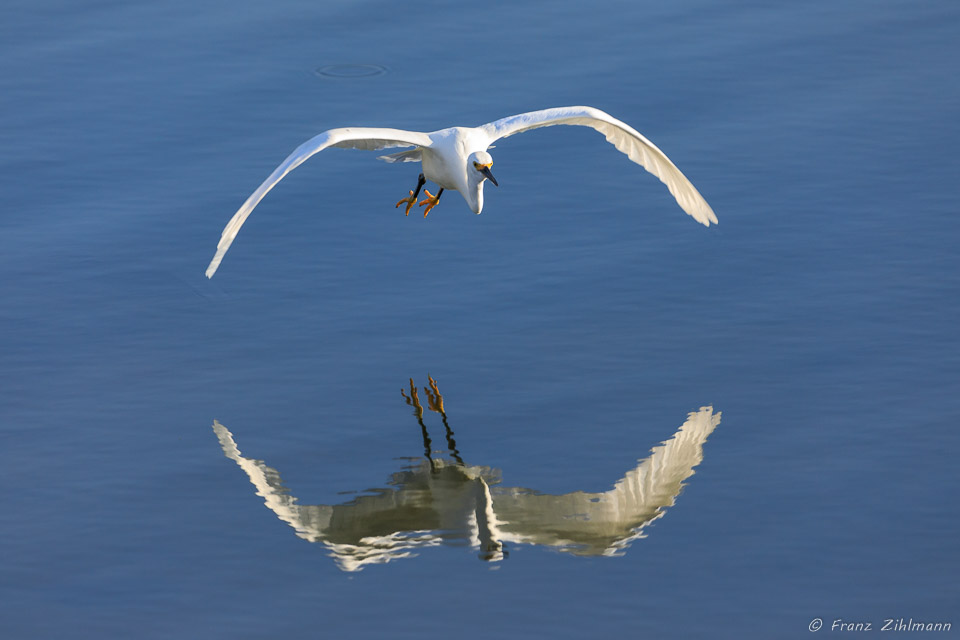 Snowy Egret, Bolsa Chica Ecological Reserve