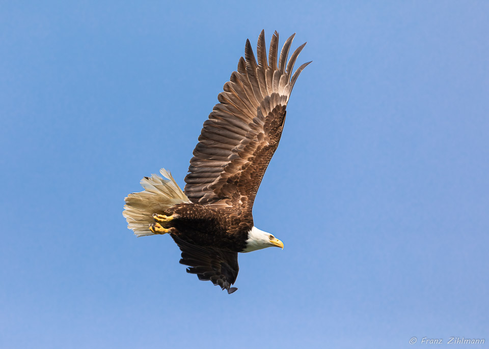 Eagle seeing a fish - Haines, AK