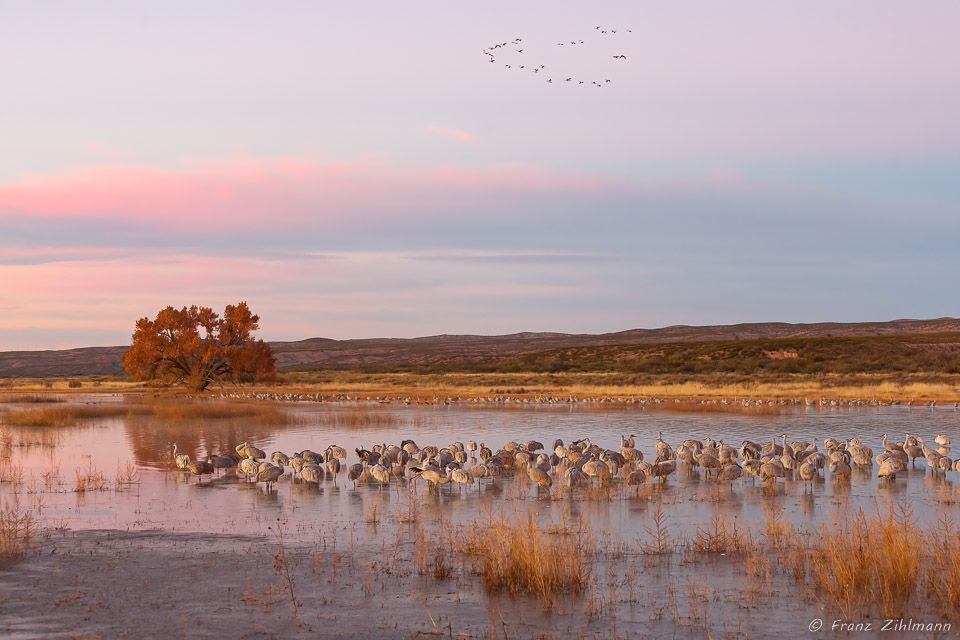 Sunrise at Bosque del Apache, NM