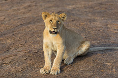 Cute Lion Juveniles - Southern Serengeti NP, Tanzania