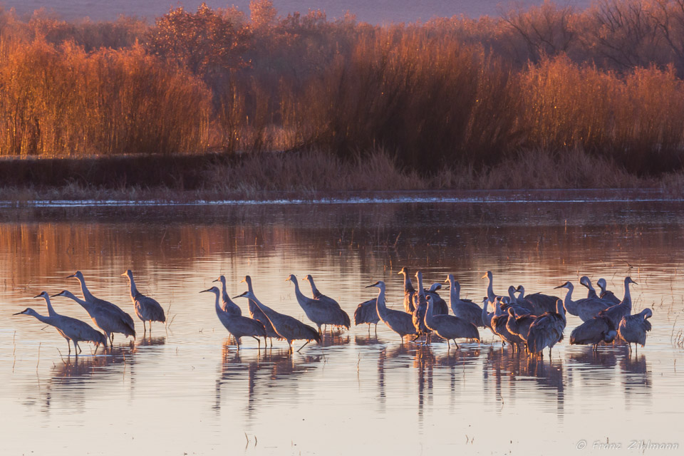 Sandhill Cranes at Sunrise, Bosque del Apache – NM