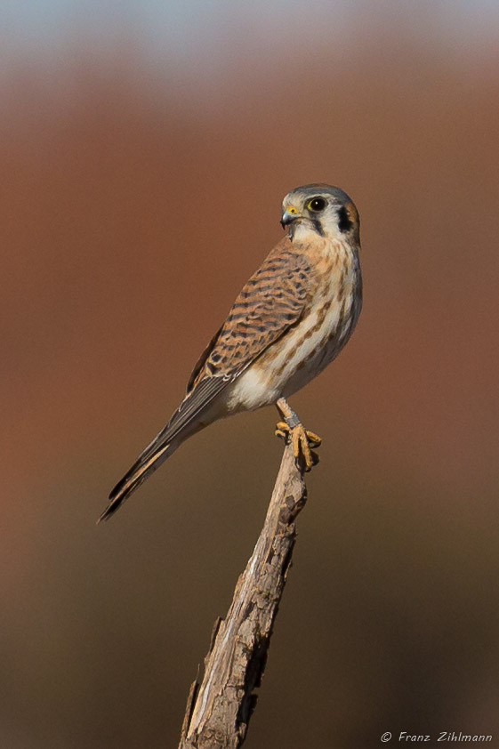 American Kestrel, Bosque del Apache - NM