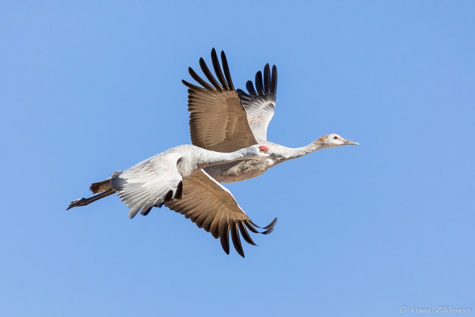 Sandhill Cranes at Bosque Del Apache National Wildlife Refuge – NM