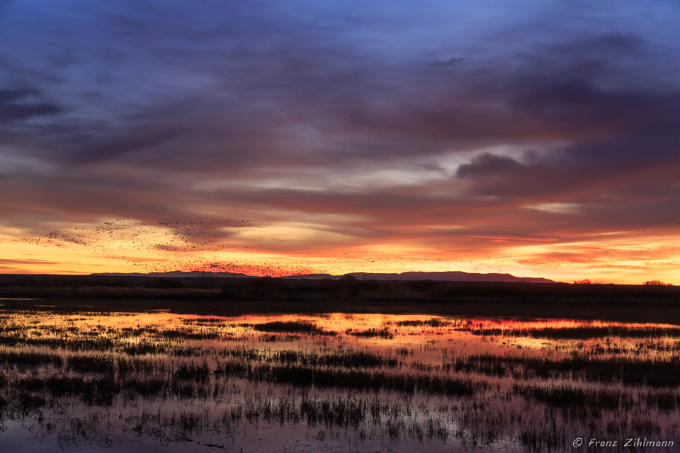 Sunrise with Canadian Snow Geese, Bosque Del Apache National Wildlife Refuge – NM