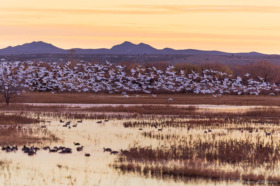 Sunrise with Canadian Snow Geese, Bosque Del Apache National Wildlife Refuge – NM