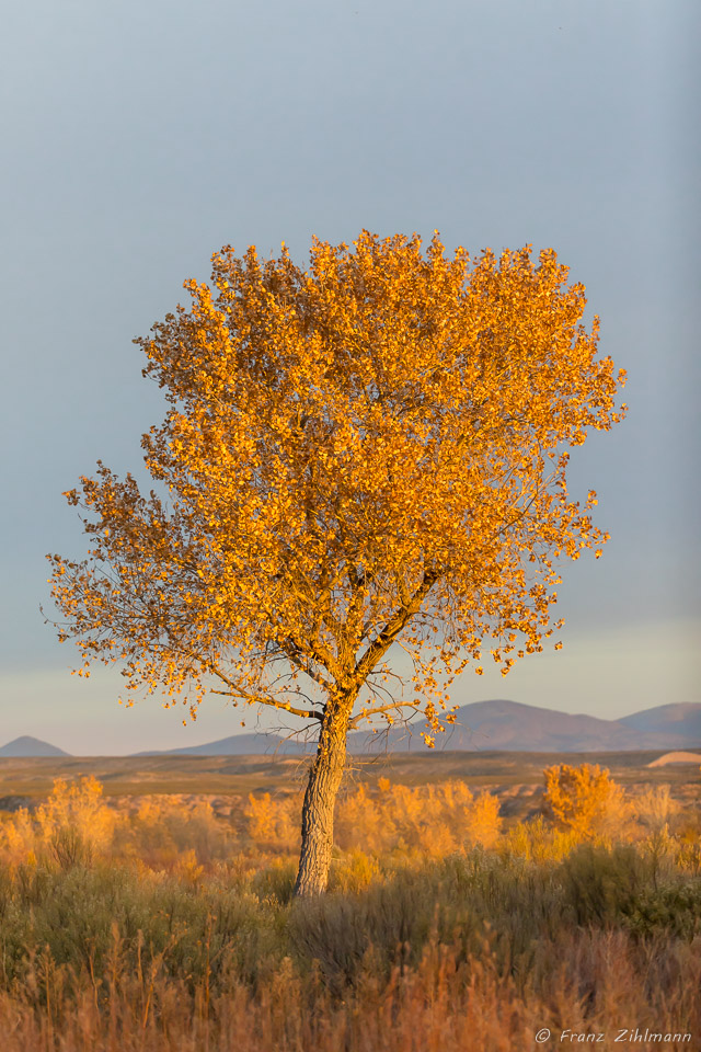 Bosque Del Apache National Wildlife Refuge – NM