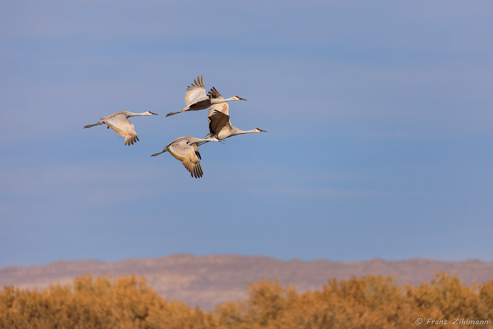 Sandhill Cranes at Bosque Del Apache National Wildlife Refuge – NM