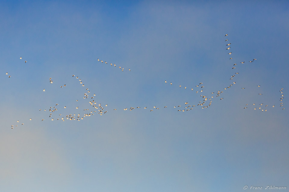 Snow Geese - Bosque del Apache, NM