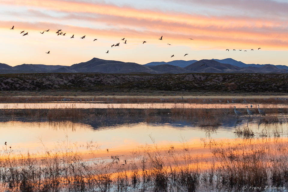 Sunset at Bosque del Apache, NM