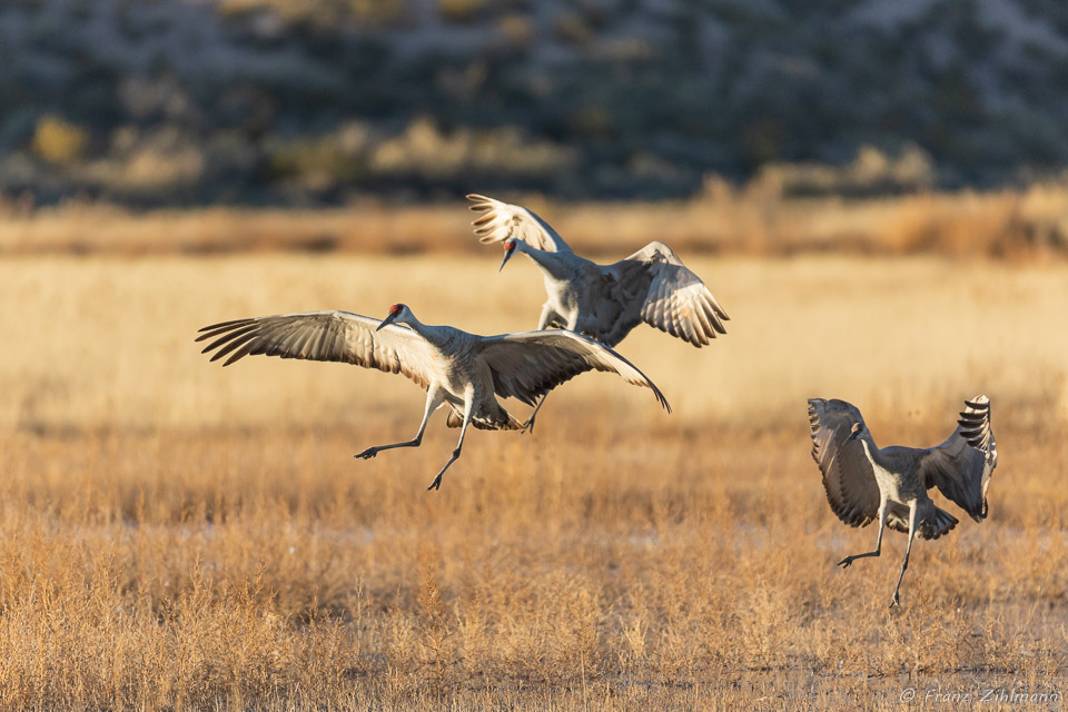 Sandhill Crane Fly-in at Sunset - Bosque del Apache, NM