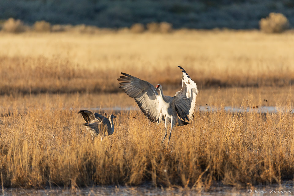 Sandhill Crane Fly-in at Sunset - Bosque del Apache, NM