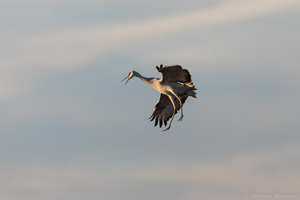 Sandhill Crane Fly-in at Sunset - Bosque del Apache, NM