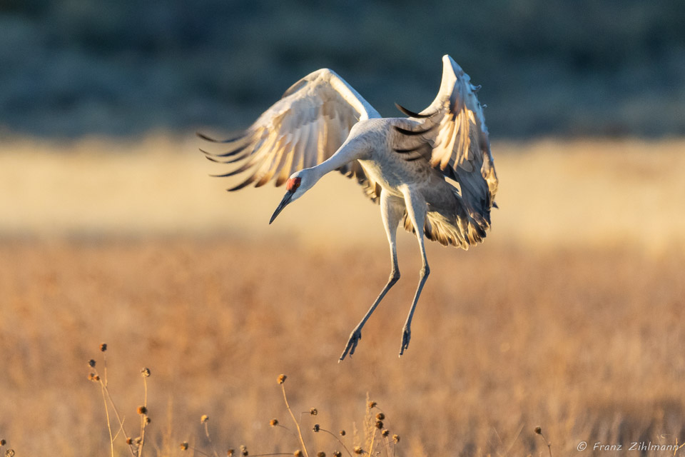 Sandhill Crane Fly-in at Sunset - Bosque del Apache, NM